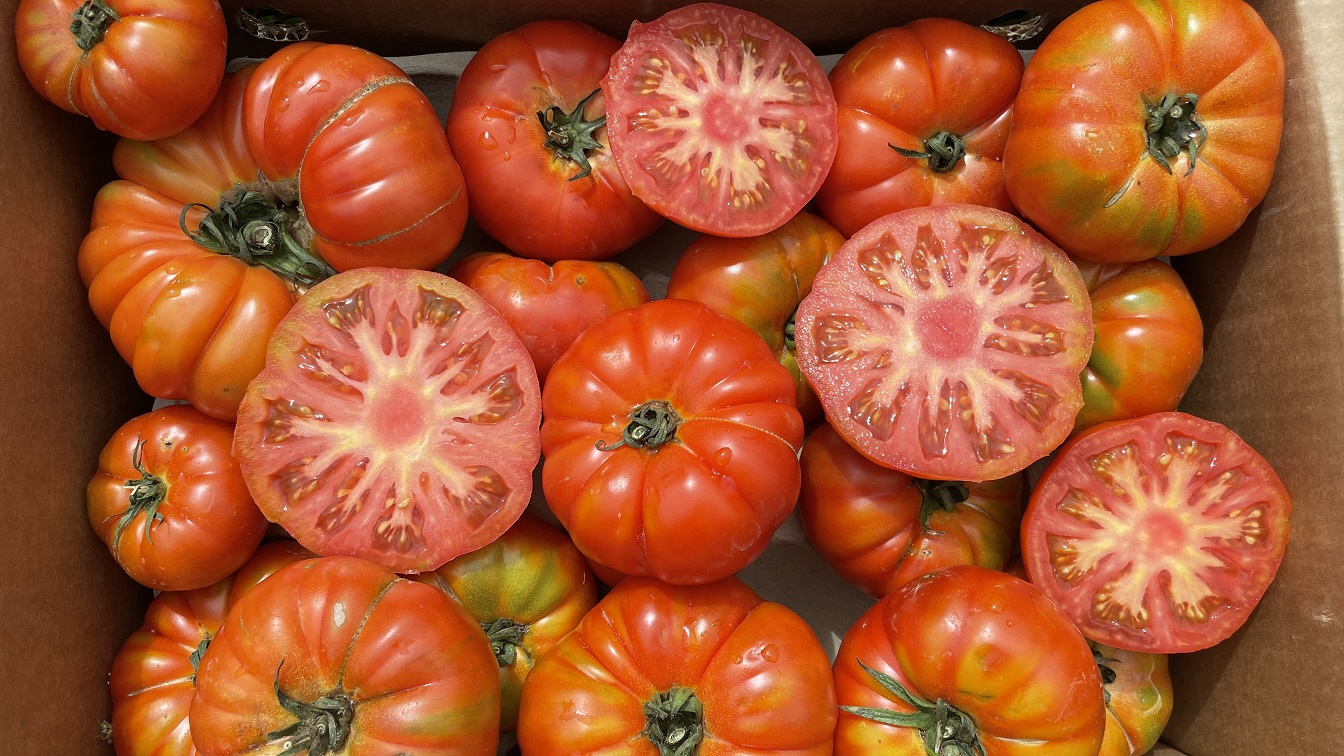Tomates de plein champ Tomates de plein champ