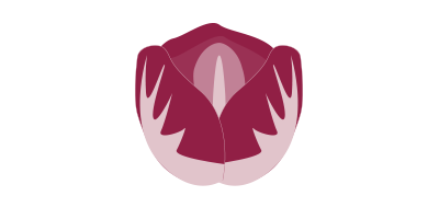 Endivia roja<br>(3 unidades)